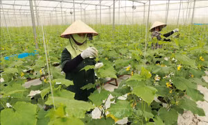 Nâng cao vai trò, hiệu quả phát triển kinh tế tập thể trong nông nghiệp của Hội Nông dân