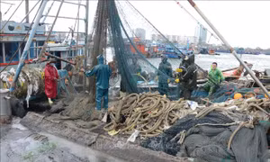 Các địa phương khẩn trương triển khai biện pháp ứng phó bão số 5 nhằm giảm thiểu thiệt hại