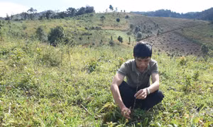 Nhiều diện tích rừng trồng tại Kon Tum bị chết 