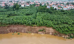 Phú Thọ: Cần khẩn cấp xử lý sạt lở nghiêm trọng bờ sông Thao