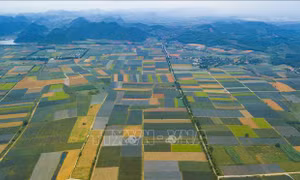 Cánh đồng dứa Đồng Giao đẹp như tranh