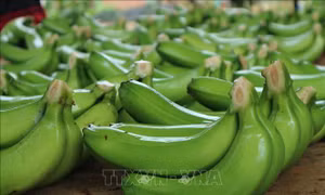 Trên 4,7 tỷ đồng phát triển thương hiệu chuối Laba