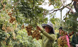 Tìm đầu ra cho quả nhãn Sơn La