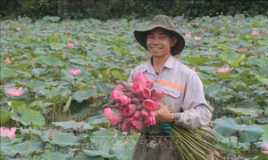 Hướng đi mới cho cây sen Nam Đàn