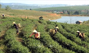 Lâm Đồng: Phấn đấu nâng thu nhập đầu người vùng dân tộc thiểu số lên 84 - 87 triệu đồng