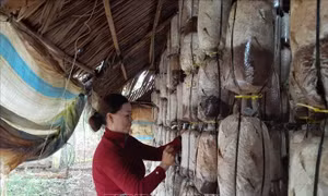 Thoát nghèo bền vững để vươn lên làm giàu từ nghề trồng nấm 