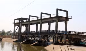 Nghiên cứu và tư vấn chính sách nông nghiệp cho tiểu vùng sông Mê Công