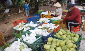 Phát triển xoài thành ngành hàng có giá trị gia tăng cao