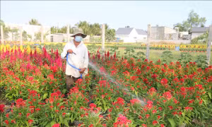 Giá hoa cảnh ở Trà Vinh tăng hơn 30%