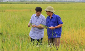 Bắc Ninh đặt mục tiêu trên 40% tỷ trọng nông nghiệp ứng dụng công nghệ cao