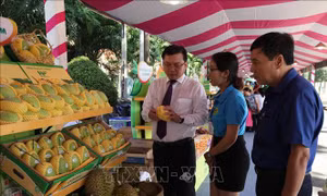 Định hướng phát triển xoài Đồng Tháp
