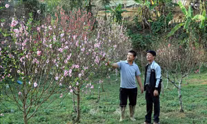 Trồng đào gắn với phát triển du lịch cộng đồng