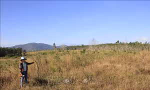 Dự án chuyển đổi rừng trồng cao su 'phá sản', doanh nghiệp Gia Lai 'xé rào' trồng mít, xoài 