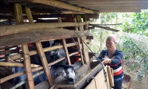 Vùng cao Sơn La chủ động phòng, chống đói, rét cho đàn gia súc 