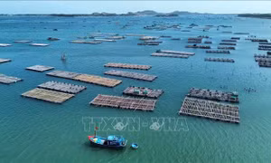 Phạt tối đa 2 tỷ đồng với hành vi vi phạm hành chính lĩnh vực thủy sản