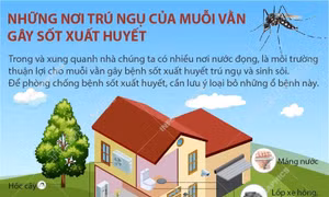 Những nơi trú ngụ của muỗi vằn gây sốt xuất huyết