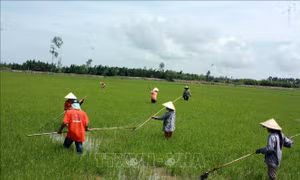 Khuyến khích nông dân sử dụng giống lúa chất lượng cao, đạt tiêu chuẩn xuất khẩu