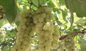 Thử nghiệm thành công hai giống nho không hạt chất lượng cao