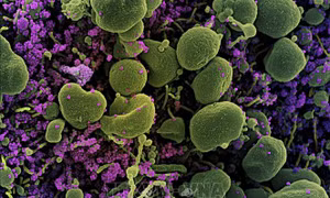 Từ khóa 'Coronavirus' và 'bầu cử tổng thống Mỹ' được tìm kiếm nhiều nhất trên Google 