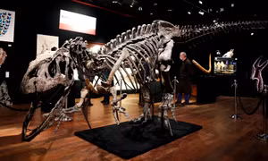 Lần đầu tiên đấu giá bộ xương hoàn chỉnh của khủng long Gorgosaurus 