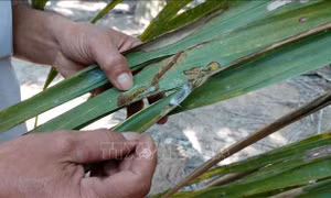 Sâu đầu đen gây hại nhiều diện tích dừa tại Trà Vinh