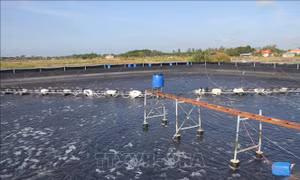 Phát triển chuỗi giá trị ngành tôm