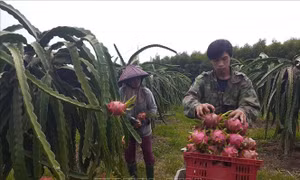 Sản xuất thanh long gắn với tiêu thụ để đạt hiệu quả cao