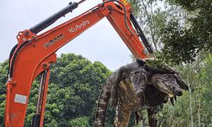 Một trang trại Thái Lan tiêu hủy 125 con cá sấu do lo ngại nước lũ dâng cao