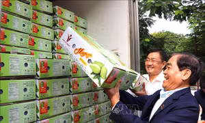 An Giang: Xuất khẩu lô xoài tượng da xanh đầu tiên sang Australia, Hoa Kỳ 