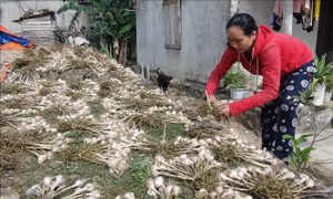 Hiệu quả từ mô hình trồng tỏi trên vùng cồn bãi