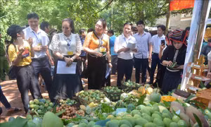 Sơn La: Kết nối, quảng bá sản phẩm, thương hiệu 'Xoài Yên Châu'