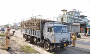 Gia Lai: Tăng cường kiểm soát tải trọng xe mùa cao điểm thu hoạch mía