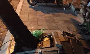 Buộc phải chặt hạ cây sưa trên phố Thuốc Bắc do tình huống khẩn cấp