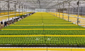 Nông nghiệp Việt Nam trước ngưỡng cửa công nghệ chỉnh sửa gen