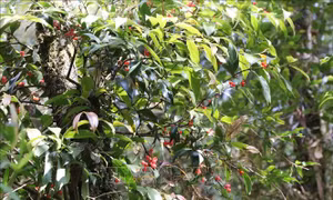 Tiềm năng từ những vùng chè cổ thụ ở Lai Châu