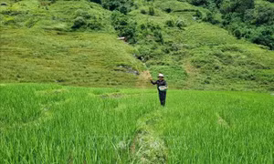 Kon Tum tìm giải pháp cho gần 3.300 ha lúa canh tác một vụ