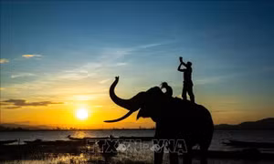 Về với Tây Nguyên đại ngàn 'mùa con ong đi lấy mật'
