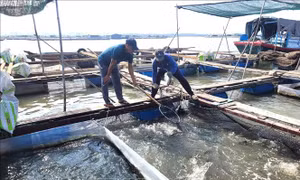 Người nuôi thủy sản phục vụ Tết thiệt hại nặng do thời tiết
