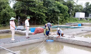 Ứng phó bão số 3: Hải Phòng chủ động bảo vệ sản xuất nông nghiệp
