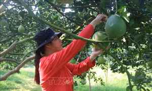 Bốn vùng trồng bưởi ở Bà Rịa - Vũng Tàu được phép xuất khẩu đi Mỹ