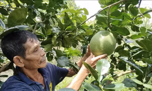 Bưởi da xanh vươn mình ra biển lớn - Bài cuối: Sẵn sàng vượt biển
