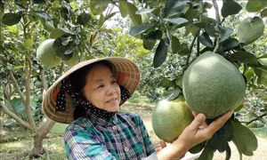 Bưởi da xanh tăng giá trở lại