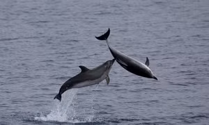 Quần đảo Azores trở thành khu bảo tồn biển lớn nhất ở Bắc Đại Tây Dương