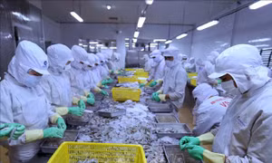 Nhiều cơ hội cho hàng Việt Nam xuất khẩu sang Israel - Bài 1: Sản phẩm xuất khẩu của Việt Nam có nhiều lợi thế