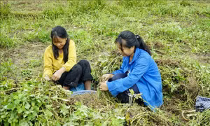 Cây lạc giúp người dân vùng cao thoát nghèo