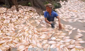 Cá chết trắng bè trên sông La Ngà, thiệt hại hàng trăm triệu đồng