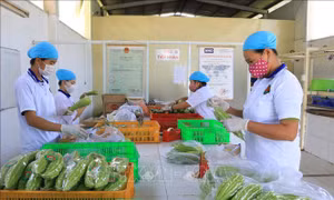 Xây dựng vùng nông sản an toàn, bền vững