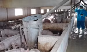 Ngành chăn nuôi chuyển mình mạnh nhờ công nghệ hiện đại