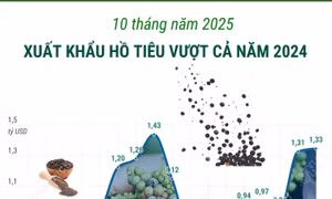 10 tháng/2025: Xuất khẩu hồ tiêu vượt cả năm 2024