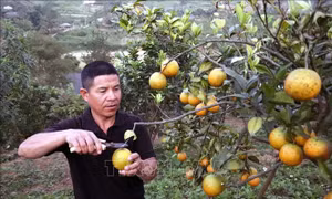 Phát triển vùng vì cả nước - Bài cuối: Tư duy đổi mới, tầm nhìn dài hạn